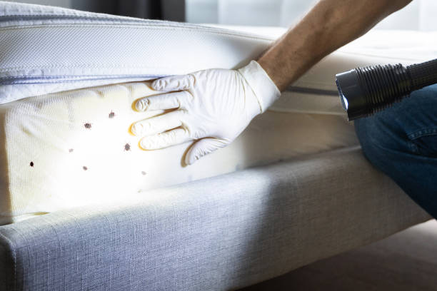 Best Termite Control Services  in Rock Hall, MD